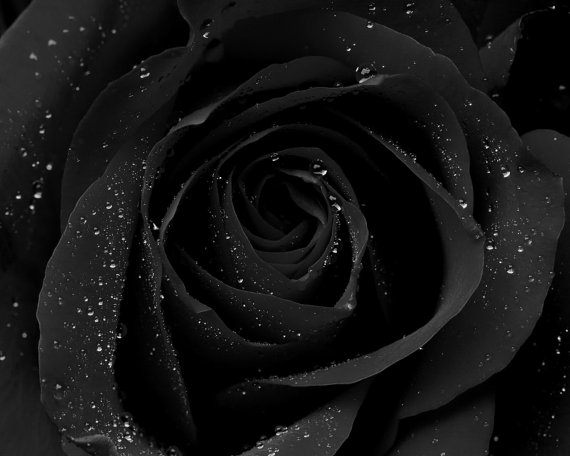 Black Roses Perfume Oil Black Roses Perfume Oil